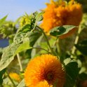 Helianthus annuus 'Santa Fe' (3)